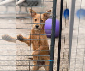 Airedale Terrier-Unknown Mix Dogs for adoption in Mukwonago, WI, USA