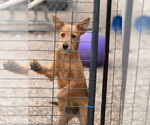 Small Airedale Terrier Mix