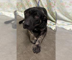 German Shepherd Dog Dogs for adoption in Rosenberg, TX, USA