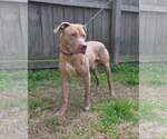 Small #3 Labrador Retriever Mix