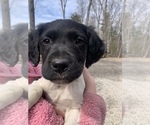 Puppy Huck Brittany