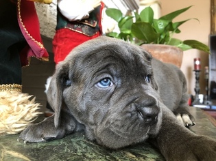 Cane Corso Puppy for sale in FORT WORTH, TX, USA