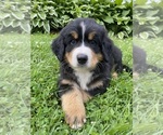 Puppy Fir Bernese Mountain Dog