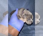Small Photo #2 American Bully Puppy For Sale in RALEIGH, NC, USA