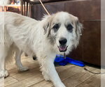 Small #10 Great Pyrenees