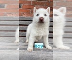 Small Photo #2 Siberian Husky Puppy For Sale in CAPE FAIR, MO, USA