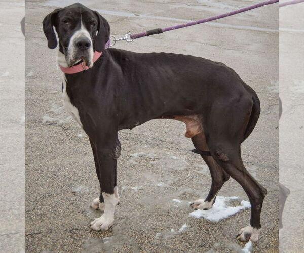 Medium Photo #2 Great Dane Puppy For Sale in Huntley, IL, USA