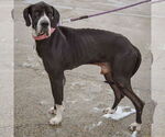 Small #1 Great Dane