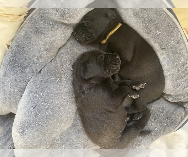 Medium Photo #9 Labrador Retriever Puppy For Sale in SMITHFIELD, RI, USA
