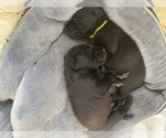 Small Photo #9 Labrador Retriever Puppy For Sale in SMITHFIELD, RI, USA