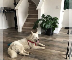 Juno - Male - Mix Dog for Adoption - Photo #4