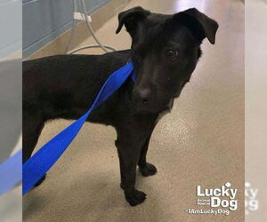 Labrador Retriever-Unknown Mix Dogs for adoption in Washington, DC, USA