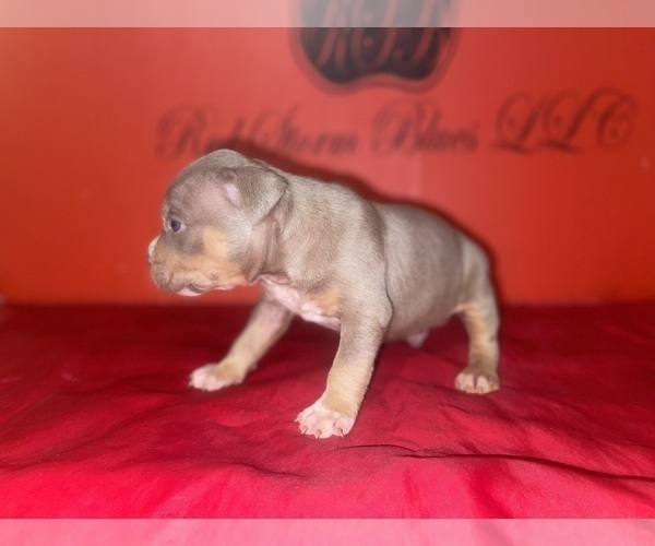 Medium Photo #3 American Bully Puppy For Sale in TRENTON, NJ, USA