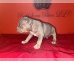 Small #2 American Bully