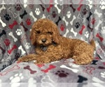 Small Cockapoo