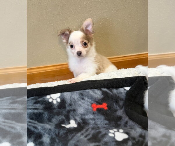 Medium Photo #5 Chiranian Puppy For Sale in Grafton, WI, USA