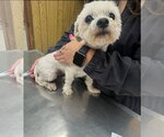 Small #4 Maltese Mix
