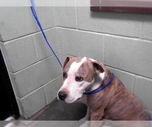 American Pit Bull Terrier Dogs for adoption in Tulsa, OK, USA