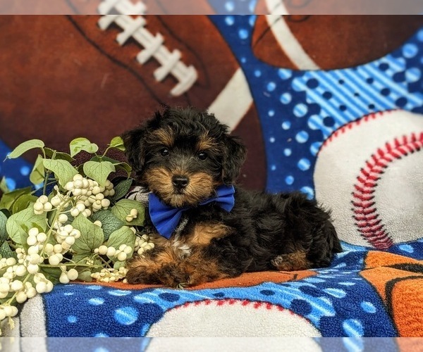 Medium Photo #2 Poodle (Toy)-Yorkshire Terrier Mix Puppy For Sale in OXFORD, PA, USA