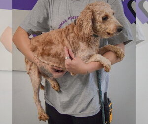 Honey - Female Golden Retriever-Unknown Mix Dog for Adoption - Photo #3