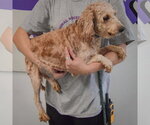 Small Photo #3 Golden Retriever-Unknown Mix Puppy For Sale in Huntley, IL, USA