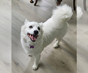 American Eskimo Dog Dogs for adoption in Pikesville, MD, USA