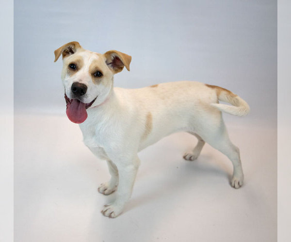 Medium Photo #6 Labrador Retriever-Unknown Mix Puppy For Sale in Kennesaw, GA, USA