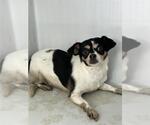 OREO - Female Chihuahua Dog for Adoption - Small photo