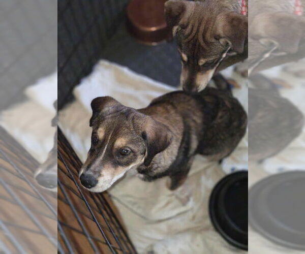 Medium Photo #3 Bassetdor Puppy For Sale in Aurora, IN, USA