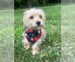 Small #7 Morkie