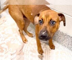 Labrador Retriever Dogs for adoption in Houston, TX, USA