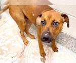 ENZO - Male Labrador Retriever Dog for Adoption - Small photo