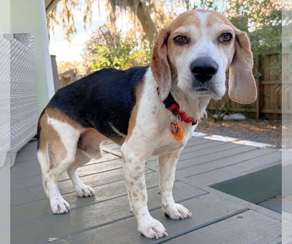 Medium Photo #1 Beagle Puppy For Sale in Dunnellon, FL, USA
