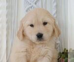 Small Golden Retriever