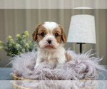 Small Cavalier King Charles Spaniel