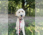 Small #2 Poodle (Standard)
