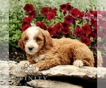 Small Goldendoodle (Miniature)