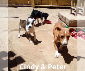 Peter Brady - Male Italian Greyhound-Jack Russell Terrier Mix Dog for Adoption - Photo #17