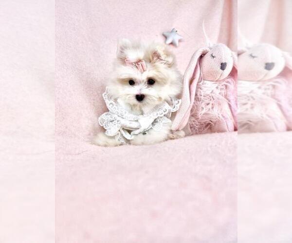 Medium Photo #6 Maltese Puppy For Sale in FORT LAUDERDALE, FL, USA