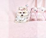 Small Photo #6 Maltese Puppy For Sale in FORT LAUDERDALE, FL, USA