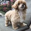 Small Photo #7 Havanese-Poodle (Toy) Mix Puppy For Sale in HOUSTON, TX, USA