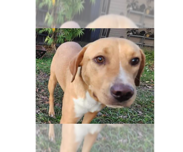 Medium Photo #9 Labrador Retriever-Unknown Mix Puppy For Sale in Tampa, FL, USA