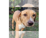 Small Photo #9 Labrador Retriever-Unknown Mix Puppy For Sale in Tampa, FL, USA