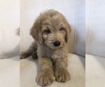 Small Photo #5 Goldendoodle Puppy For Sale in PINEHURST, NC, USA