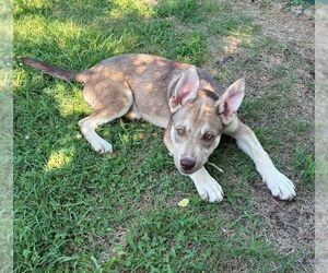 German Shepherd Dog-Huskies Mix Dogs for adoption in Berlin, MD, USA