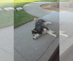 Siberian Husky Dogs for adoption in Dana Point, CA, USA