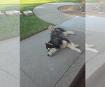 Small Siberian Husky