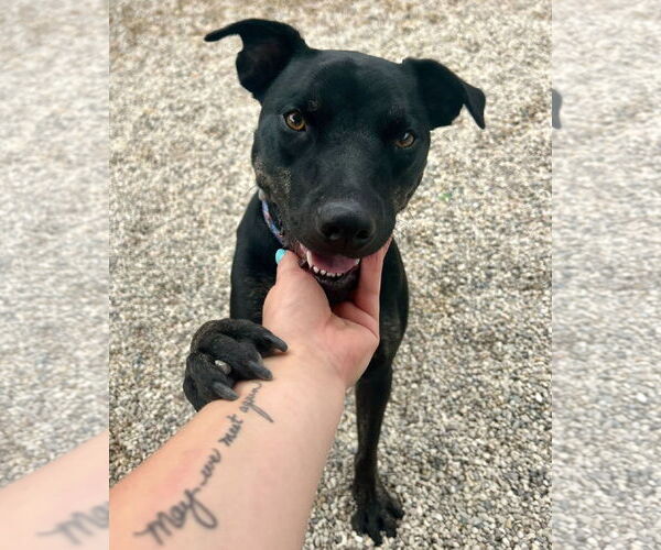 Medium Photo #2 Labrador Retriever-Unknown Mix Puppy For Sale in Jefferson, WI, USA