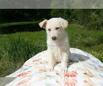 Small #3 German Shepherd Dog
