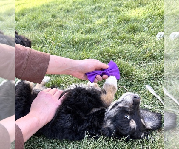 Medium Photo #4 Bernedoodle (Miniature) Puppy For Sale in ROY, UT, USA